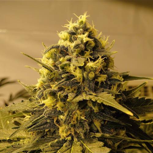 Organic Silver Fox (SSH x KM x GDP). Week 6 - Organic AK-47 x Grand Daddy Purple