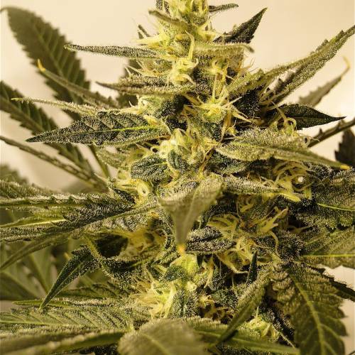 Organic Silver Fox (SSH x KM x GDP). Week 6 - Organic Jilly Bean