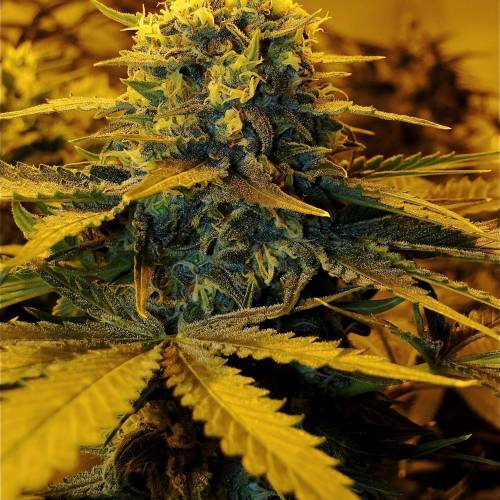 Organic Silver Fox (SSH x KM x GDP). Week 6 - Organic AK-47 x Grand Daddy Purple