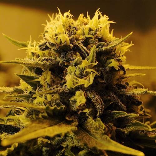 Organic Silver Fox (SSH x KM x GDP). Week 6 - Organic AK-47 x Grand Daddy Purple