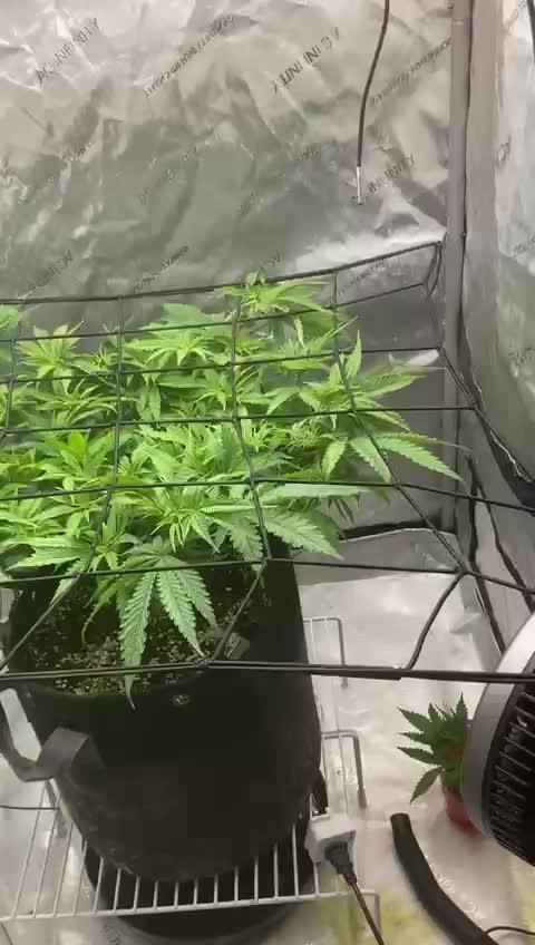 Pineapple Express - (photoperiod)