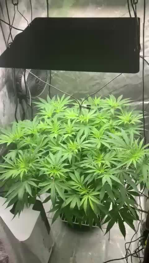 Pineapple Express - (photoperiod)
