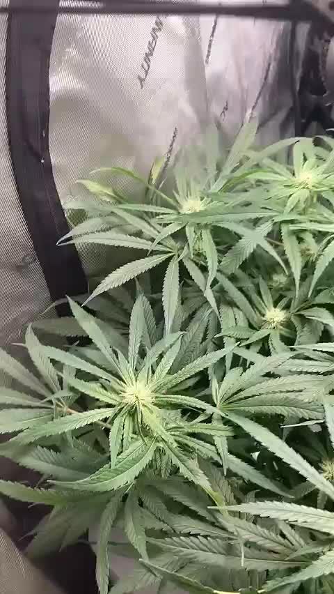 Pineapple Express - (photoperiod)