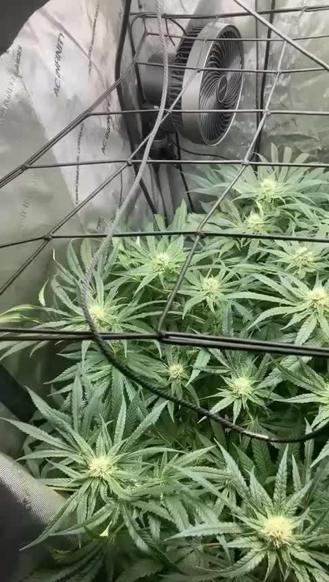 Pineapple Express - (photoperiod)