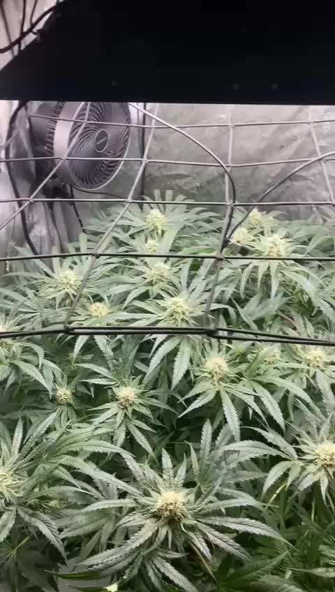 Pineapple Express - (photoperiod)