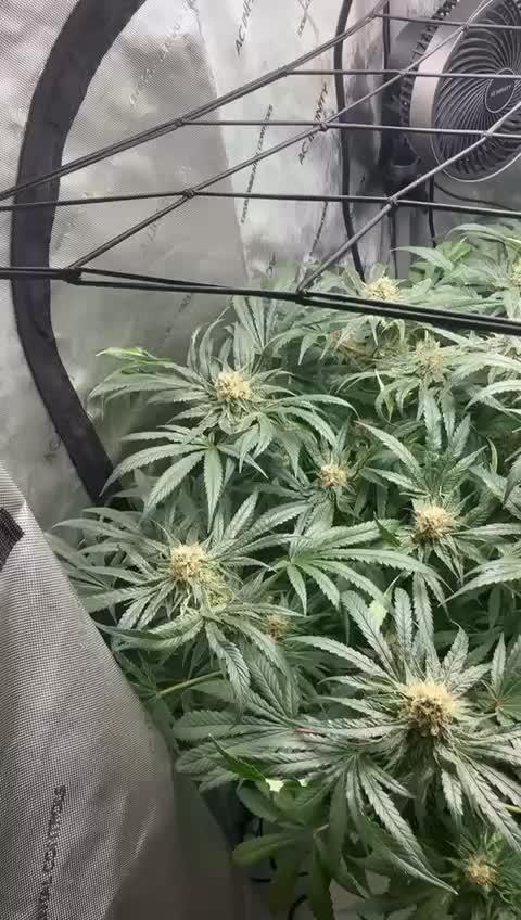 Pineapple Express - (photoperiod)