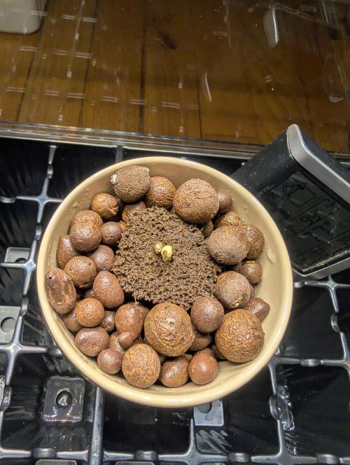 Challah Cake. Week 0