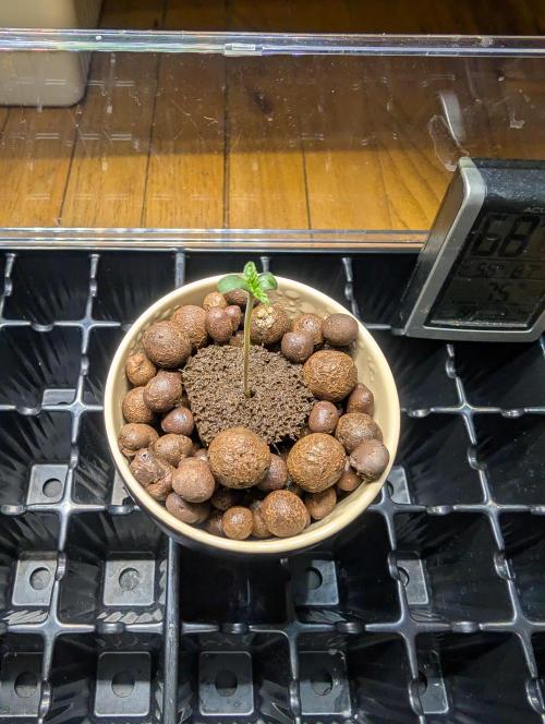 Challah Cake. Week 0