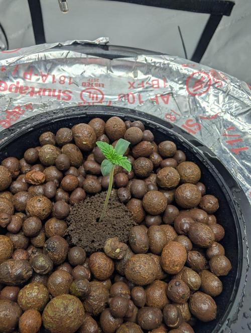 Challah Cake. Week 0