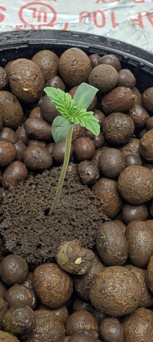 Challah Cake. Week 1