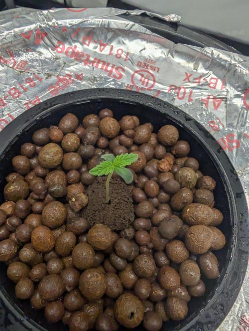 Challah Cake. Week 1