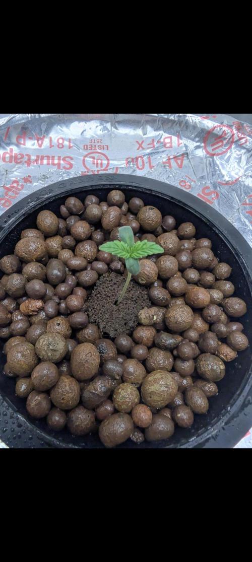 Challah Cake. Week 1