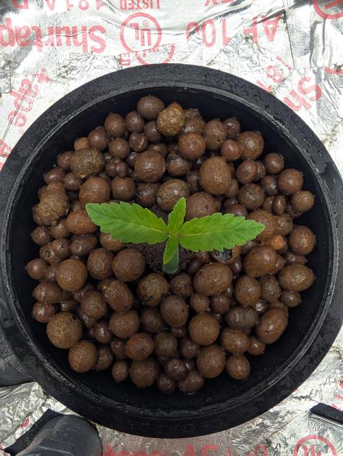 Challah Cake. Week 1