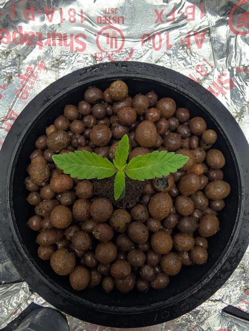 Challah Cake. Week 2