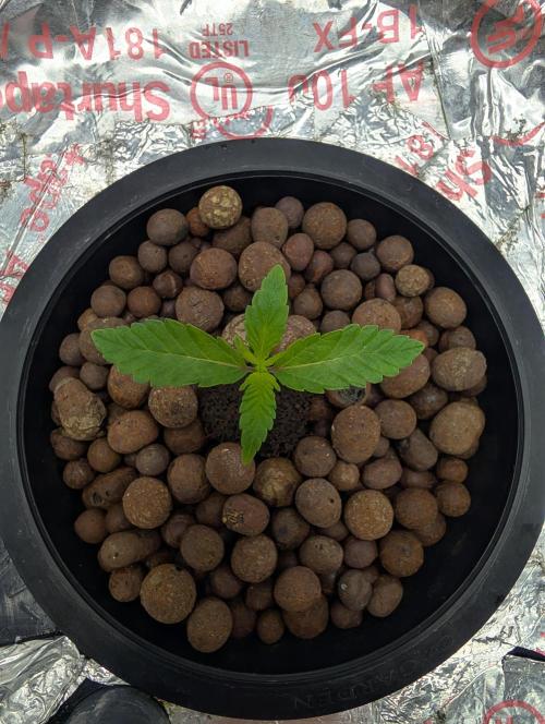 Challah Cake. Week 2