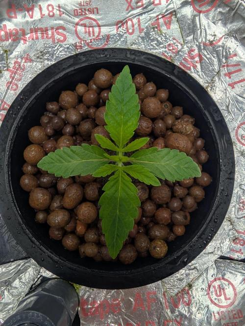 Challah Cake. Week 2