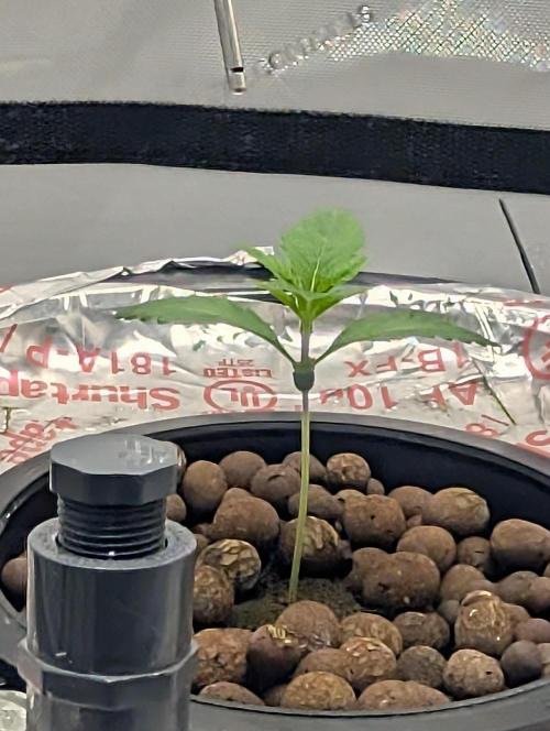 Challah Cake. Week 2