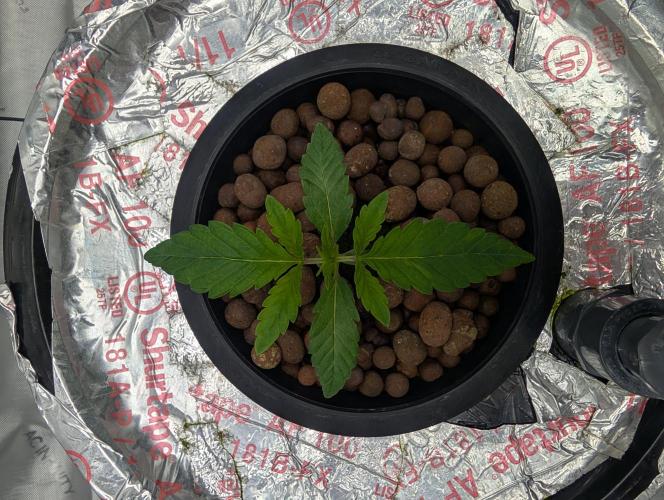 Challah Cake. Week 3