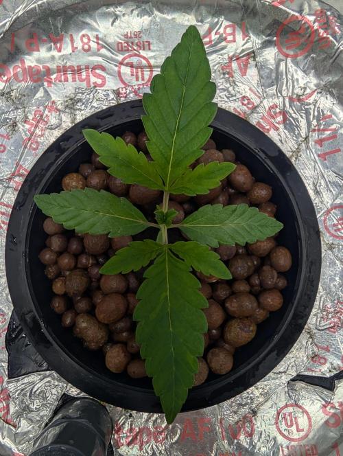 Challah Cake. Week 3