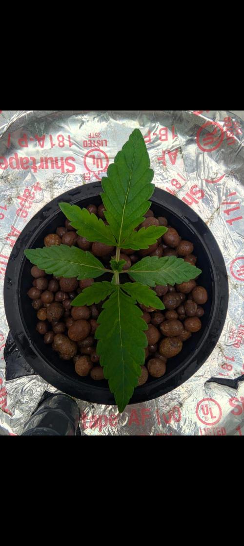 Challah Cake. Week 3