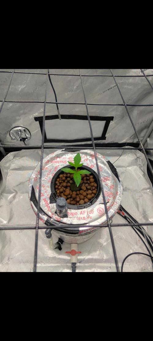 Challah Cake. Week 3