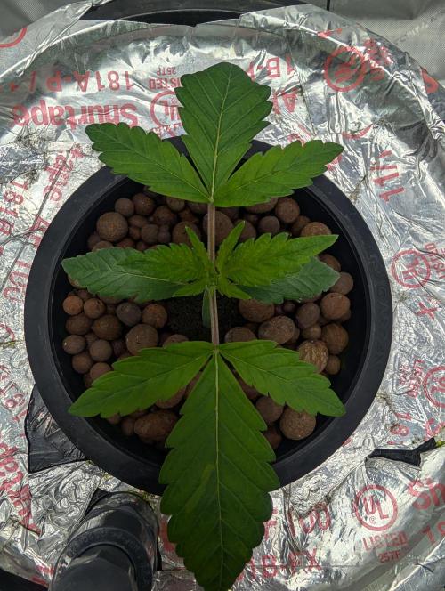 Challah Cake. Week 3