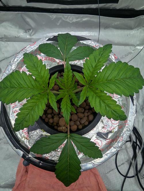 Challah Cake. Week 3