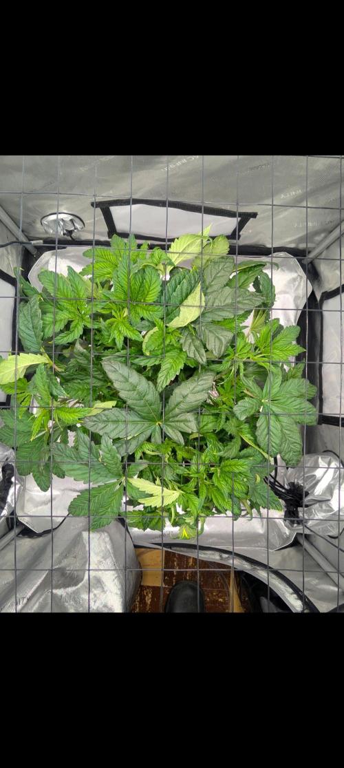 Challah Cake. Week 5