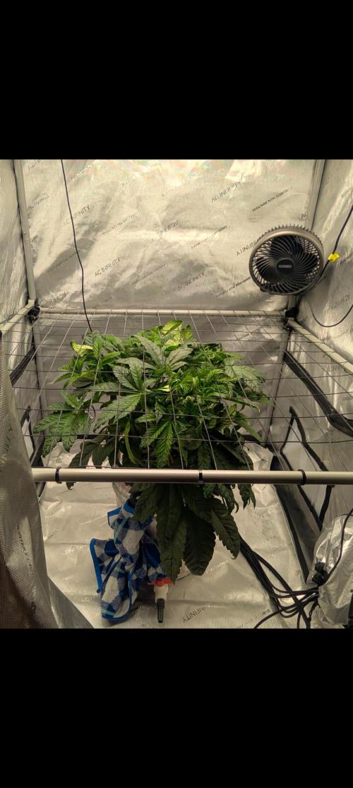 Challah Cake. Week 5