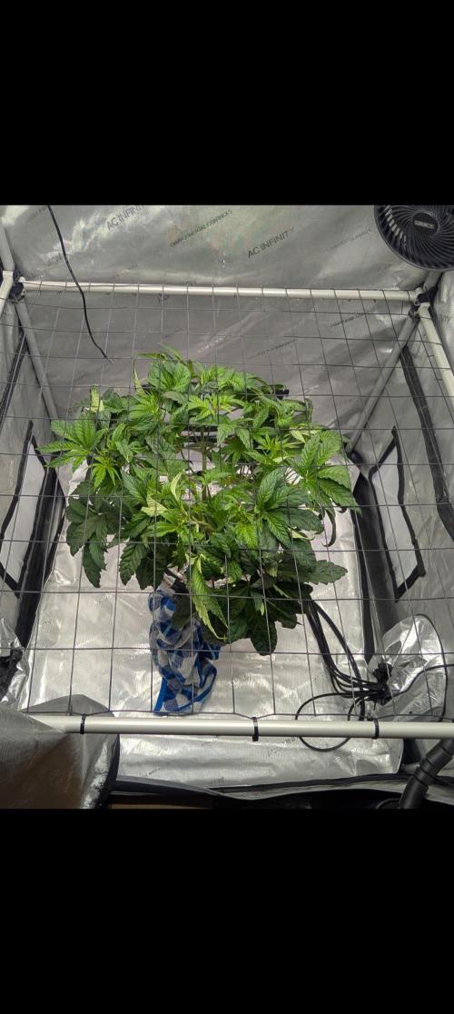 Challah Cake. Week 5