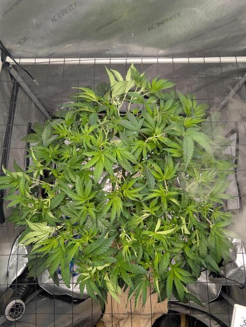 Challah Cake. Week 6