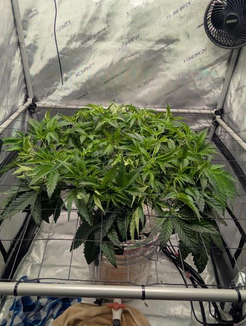 Challah Cake. Week 6