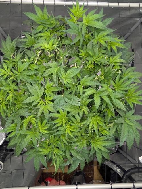 Challah Cake. Week 7