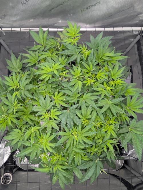 Challah Cake. Week 7