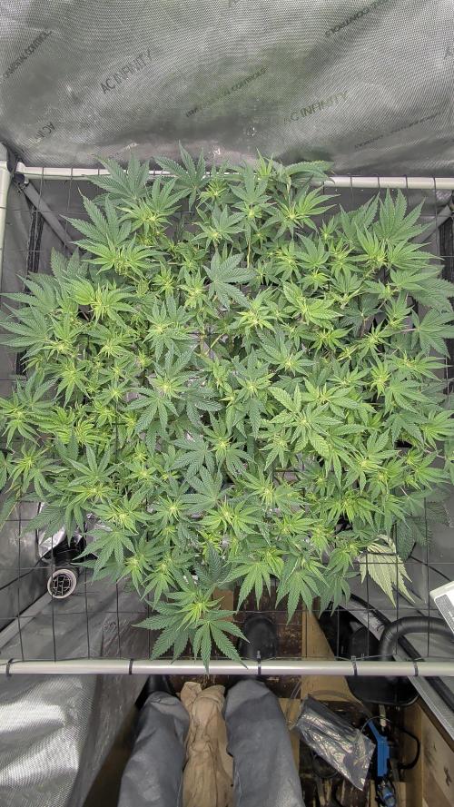 Challah Cake. Week 8