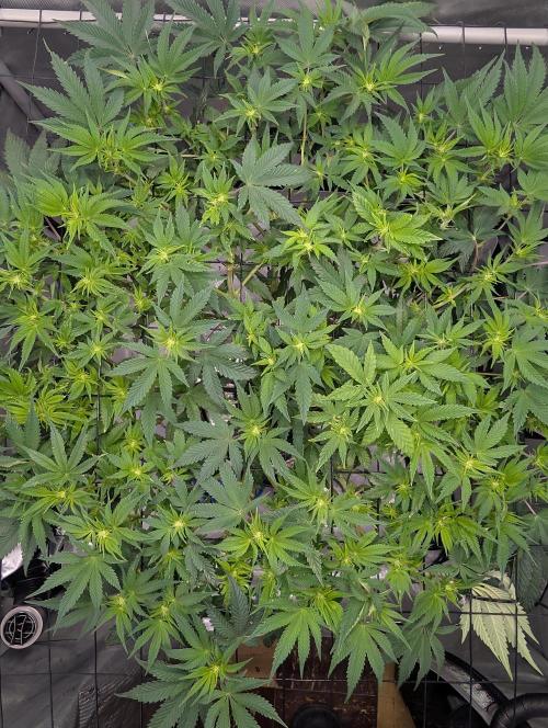 Challah Cake. Week 8