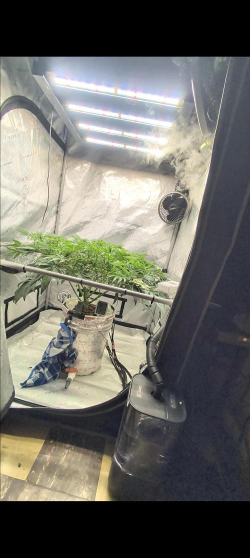 Challah Cake. Week 8