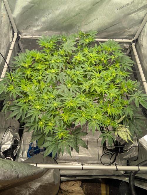 Challah Cake. Week 8