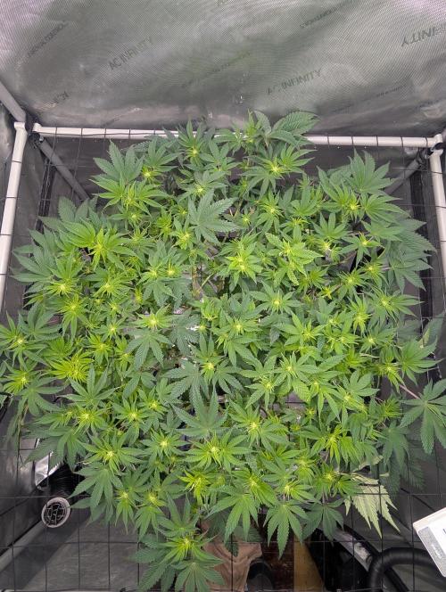 Challah Cake. Week 8