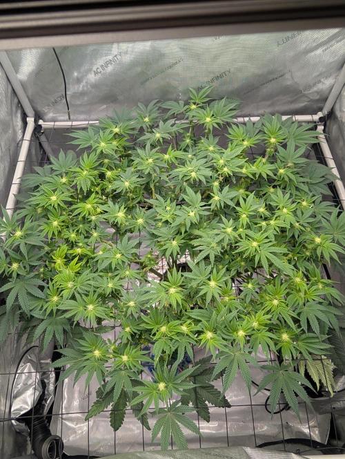 Challah Cake. Week 9