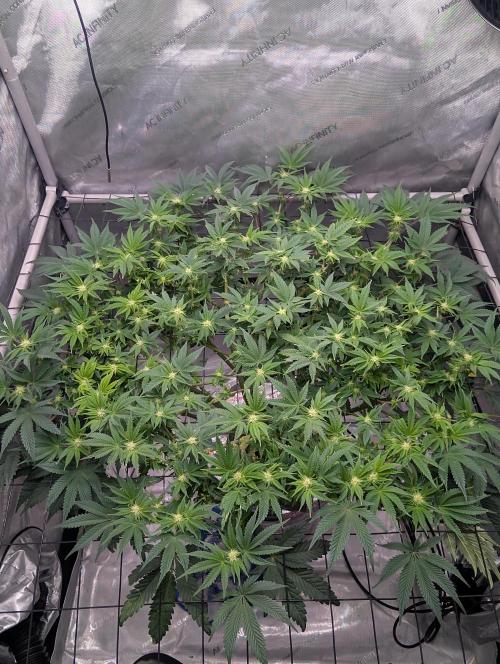 Challah Cake. Week 9