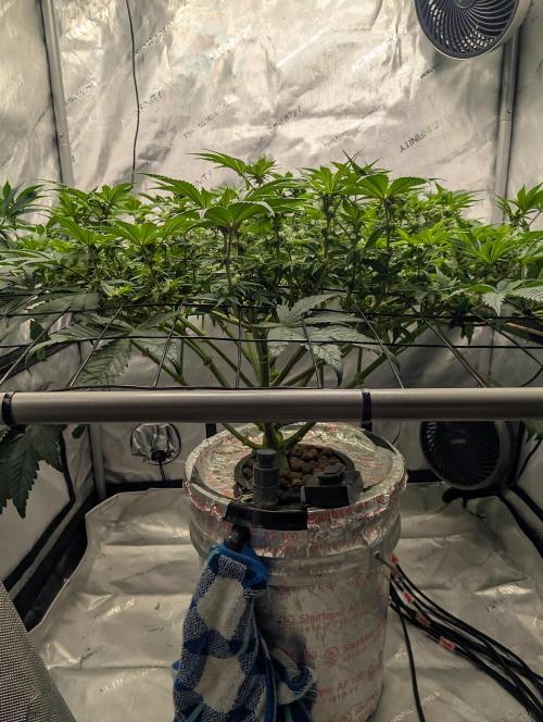 Challah Cake. Week 9