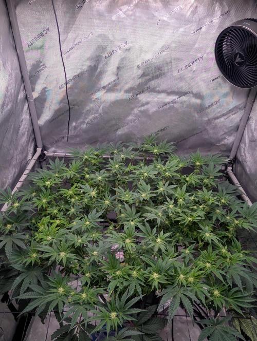 Challah Cake. Week 9