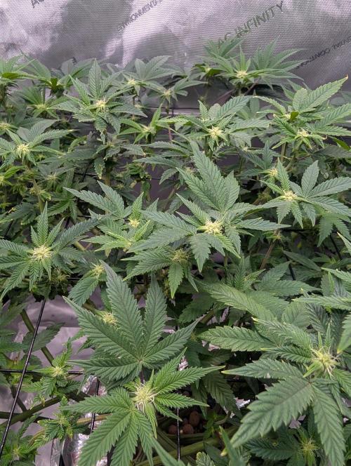 Challah Cake. Week 9