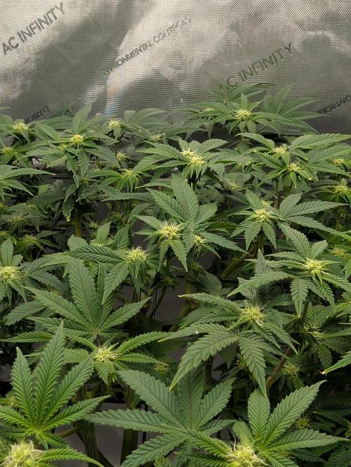 Challah Cake. Week 9