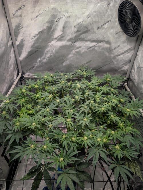 Challah Cake. Week 9