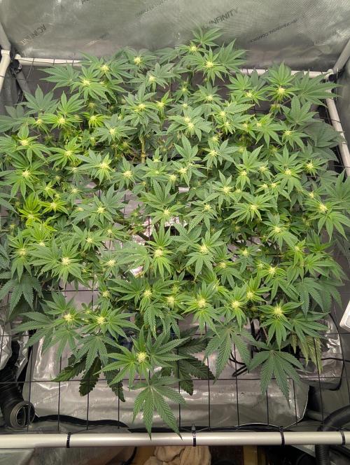 Challah Cake. Week 9