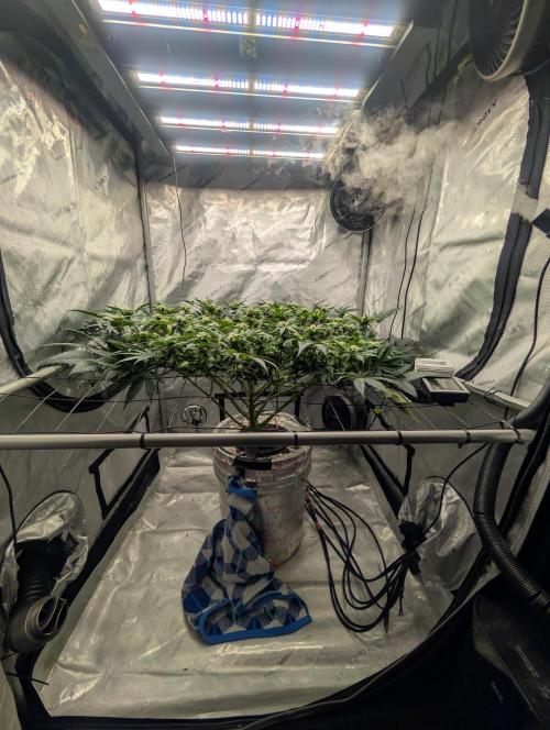 Challah Cake. Week 10