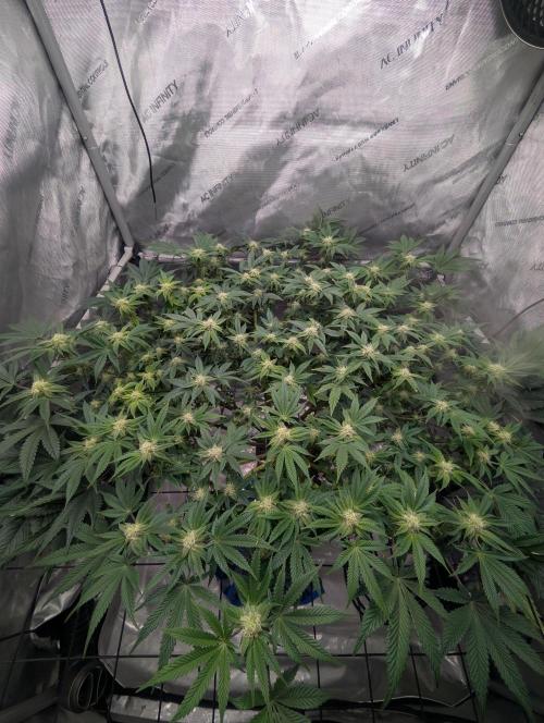 Challah Cake. Week 10