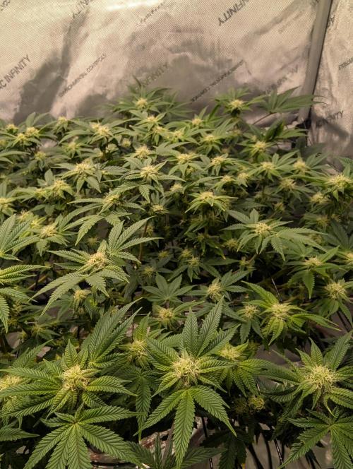 Challah Cake. Week 10